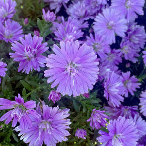 Aster 'Double Purple'