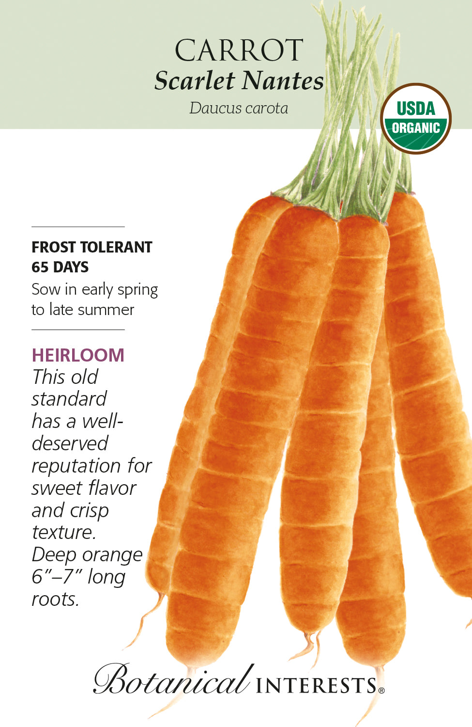 Carrot - Scarlet Nantes Organic