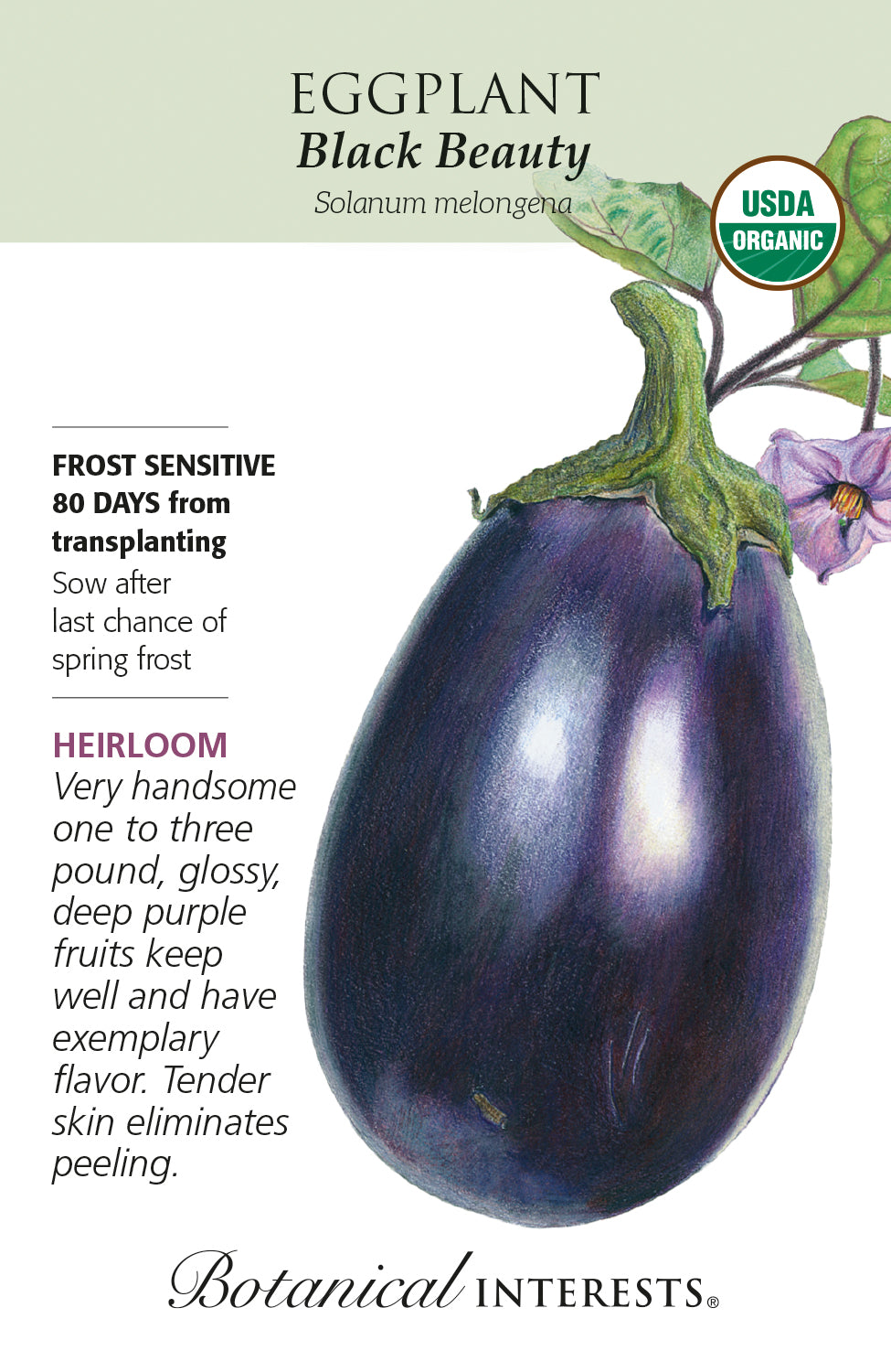 Eggplant - Black Beauty Organic