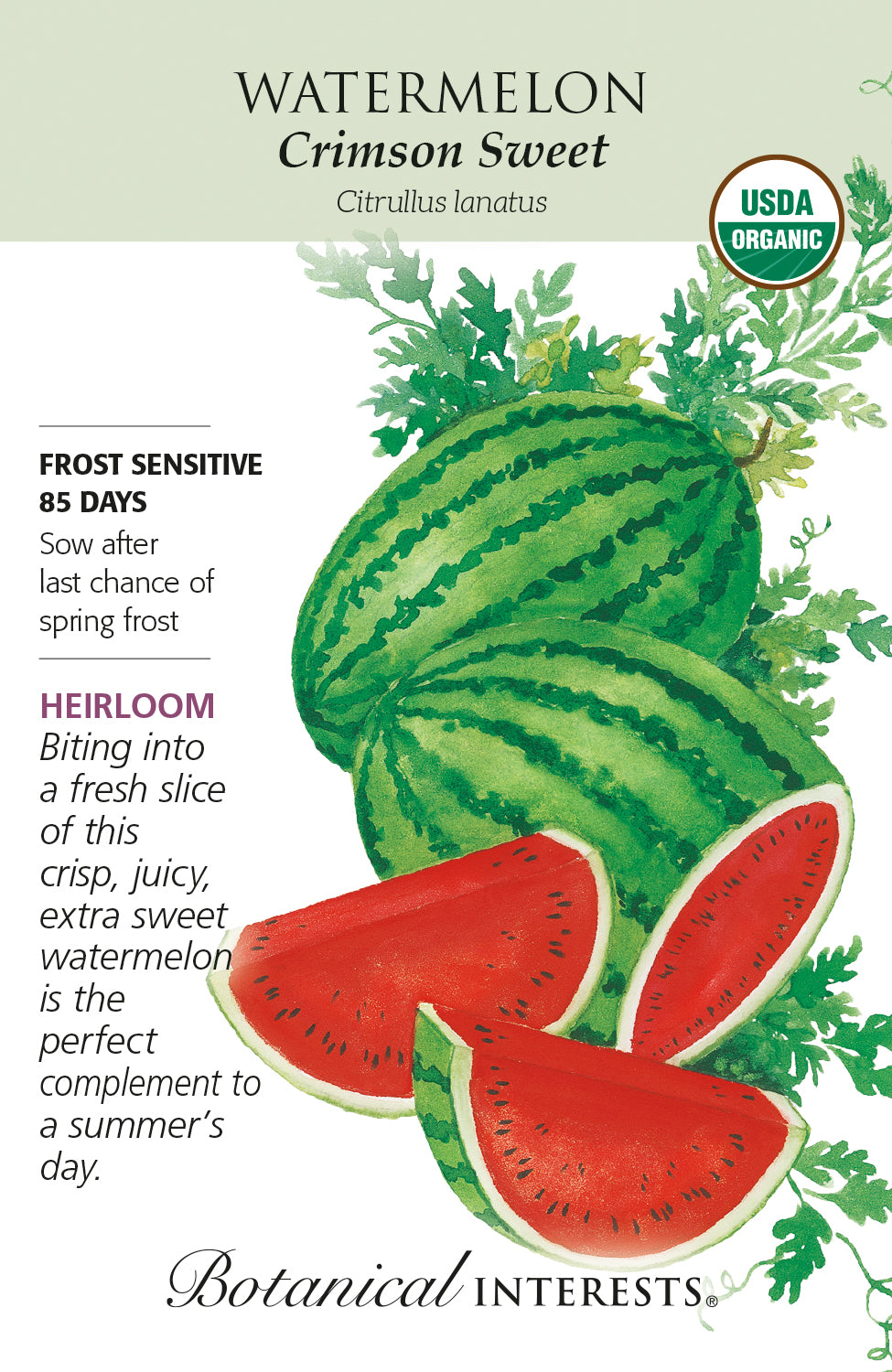 Watermelon - Crimson Sweet Organic