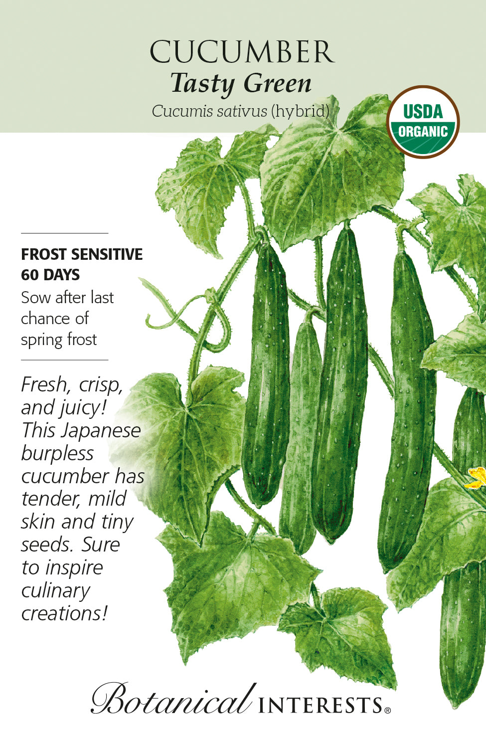 Cucumber - Tasty Green Organic