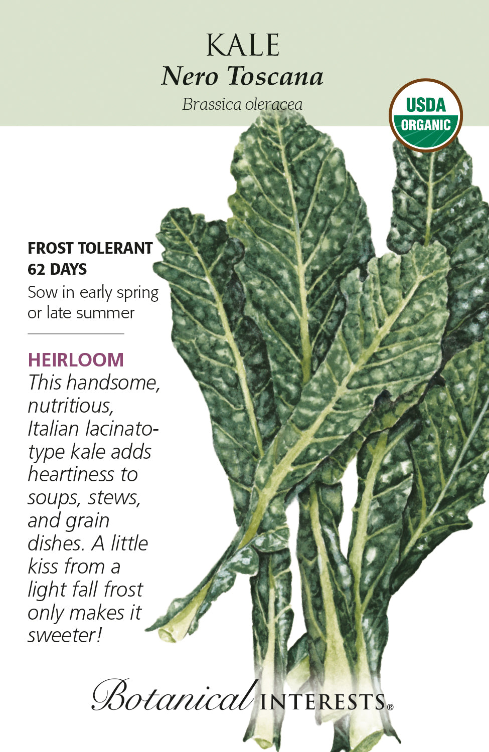 Kale - Italian Nero Toscana Organic