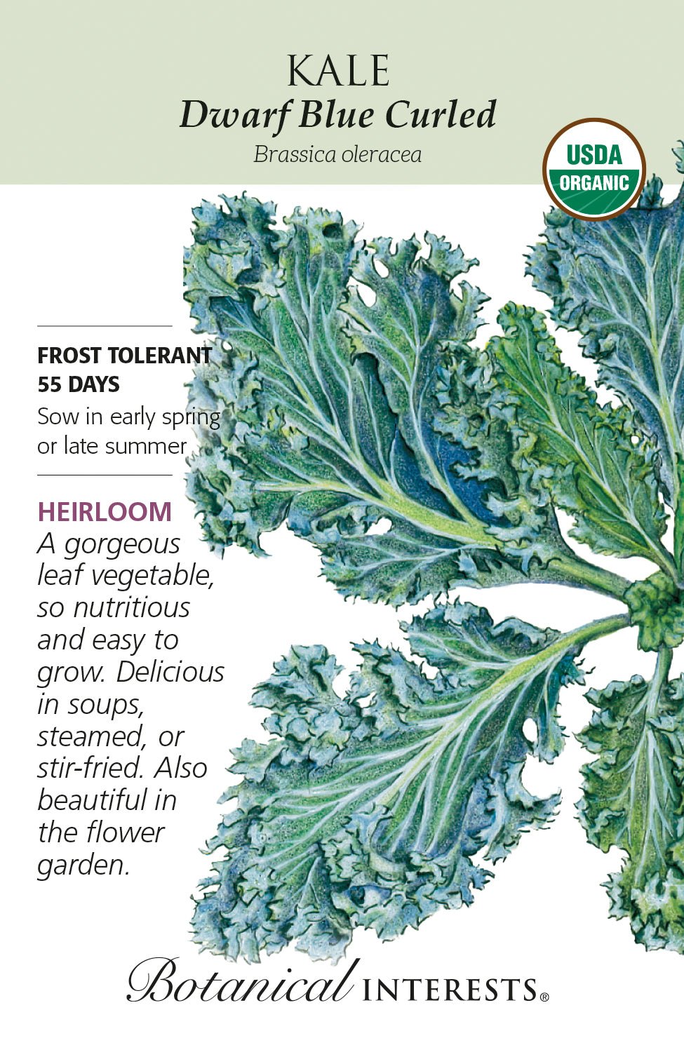 Kale - Dwarf Blue Curled Organic