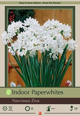 Narcissus Paperwhite Ziva