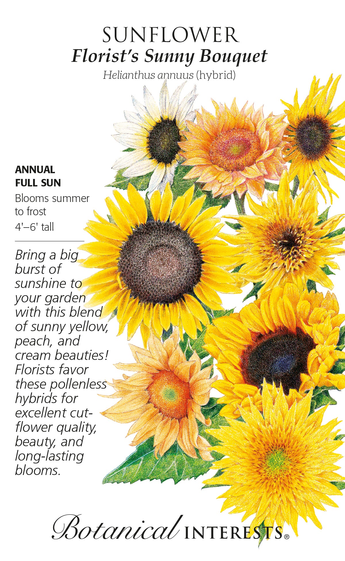 Sunflower - Florist's Bouquet Hybrid