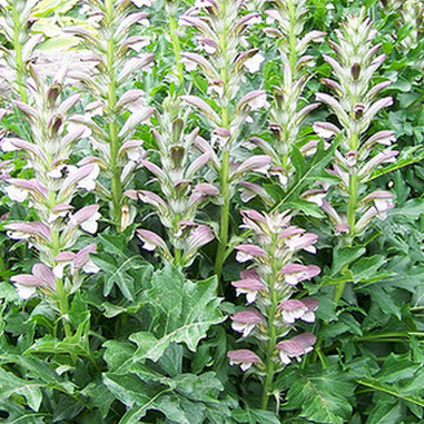 Acanthus hungaricus Hungarian Bear's Breeches