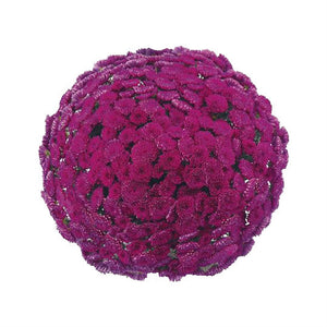 Chrysanthemum 'Avida Purple'