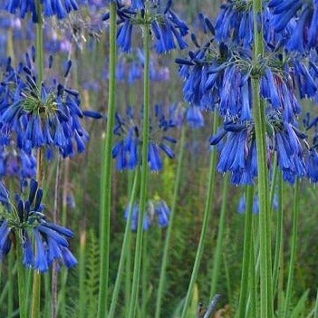 blue african lily flower Agapanthus 'Blue Yonder' African Lily – Vern Goers Greenhouse