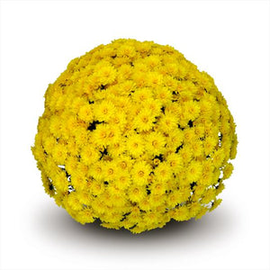 Chrysanthemum 'Allegra Yellow'