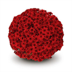 Chrysanthemum 'Amadora Red'