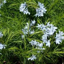 Amsonia ciliata var. filifolia Fringed Blue Star