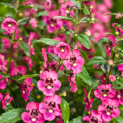 Angelonia Angelface Perfectly Pink