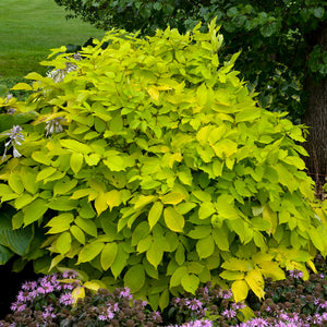 Aralia cordata 'Sun King' Gold Japanese Spikenard