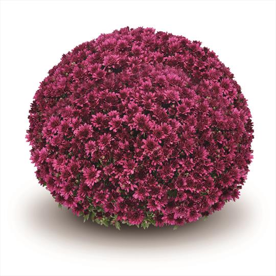 Chrysanthemum 'Purple'