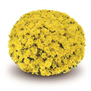 Chrysanthemum 'Yellow'