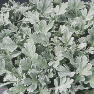 Artemisia Silver Cascade