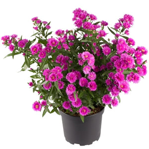 Aster 'Victoria Pink Fanny'