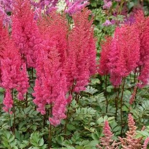 Astilbe Lowlands Ruby Red