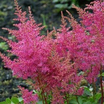 Astilbe Younique Lilac ('Verslilac')
