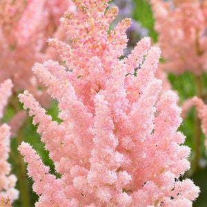 Astilbe chinensis Vision Inferno'
