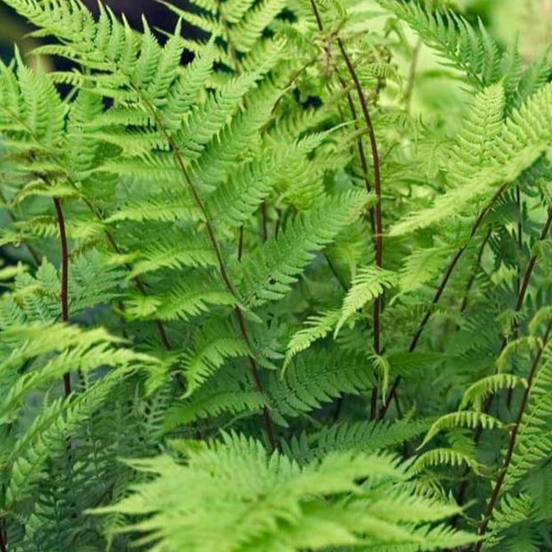 Athyrium angustum 'Lady in Red' Lady Fern