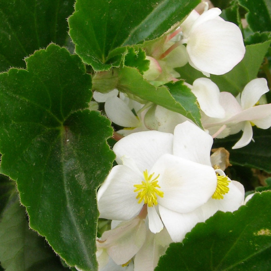 Begonia Baby Wing White