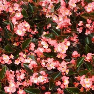 Begonia Big B/L Pink
