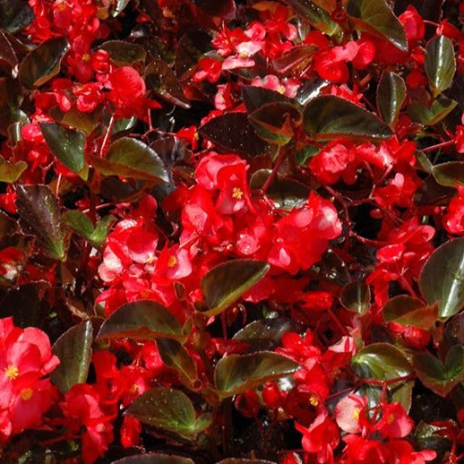Begonia Big B/L Red