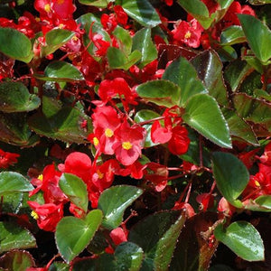 Begonia Big G/L Red