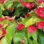 Begonia Canary Red HB