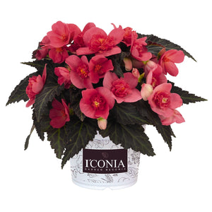 Begonia I'Conia First Kiss