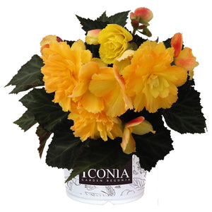 Begonia I'conia Portofino Citrix HB