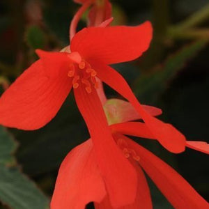 Begonia Mistral Double Orange HB