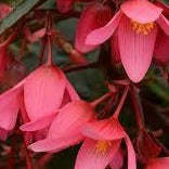 Begonia Mistral Pink HB