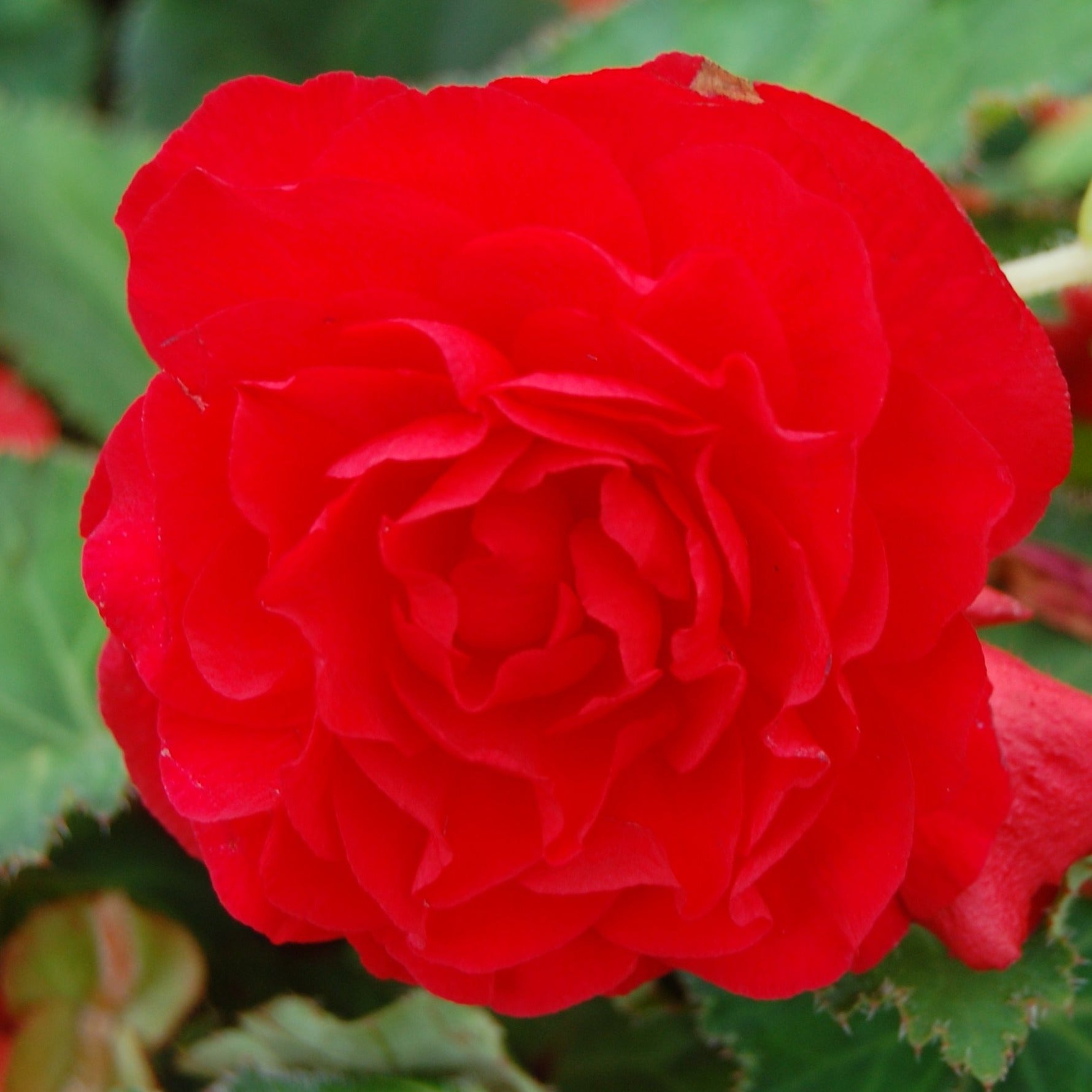 Begonia Nonstop Deep Red