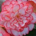 Begonia Nonstop Rose