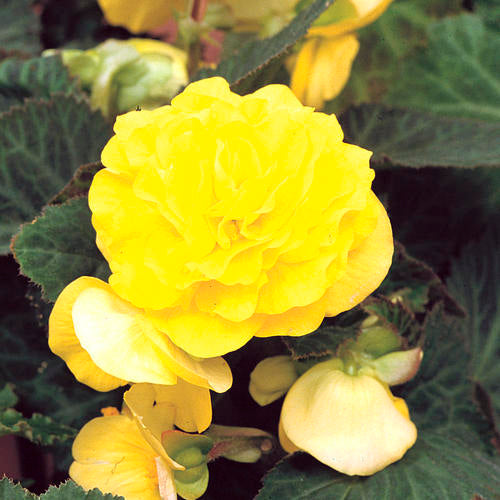 Begonia Nonstop Yellow