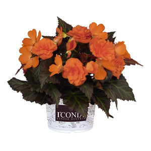 Begonia I'Conia Portifino Hot Orange