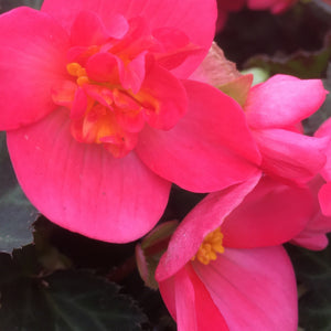 Begonia Unbelievable First Kiss