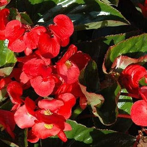 Begonia Whopper Green Leaf Red HB