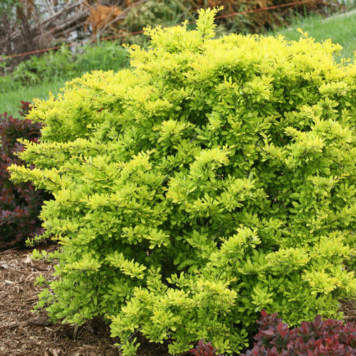 Berberis Sunjoy Citrus