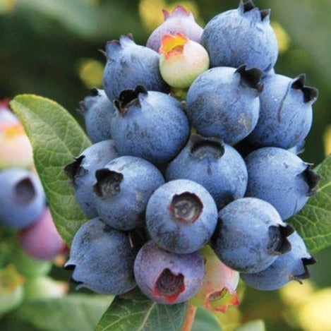 Blueberry Perpetua