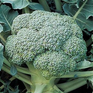 Broccoli DiCicco