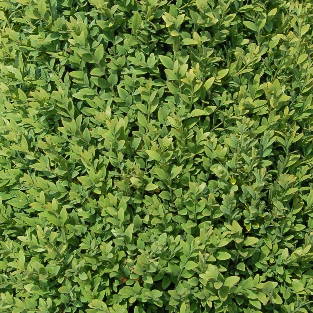 Buxus x 'Chicagoland Green' Boxwood