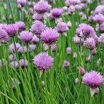 CHIVES Common