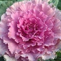 Cabbage (Ornamental) 'Osaka Pink'