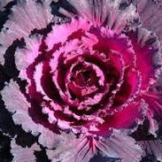 Cabbage (Ornamental) 'Osaka Red'