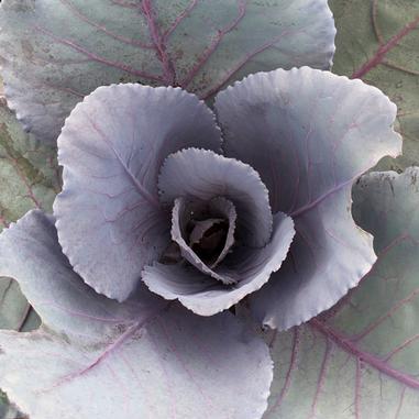 Ruby Red Cabbage Cabbage (Ornamental) 'Ruby Red Perfection' – Vern Goers Greenhouse