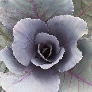 Cabbage (Ornamental) 'Ruby Red Perfection'