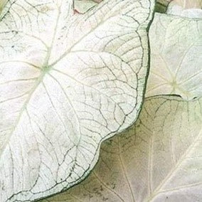 Caladium Moonlight